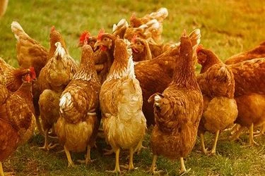 Chicken Chicken