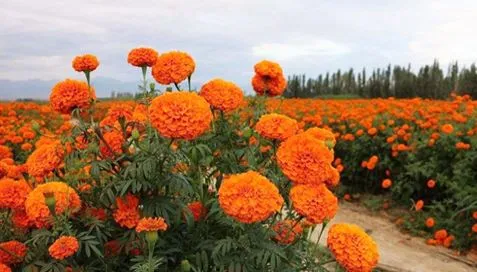 Що таке екстракти чорнобривців?