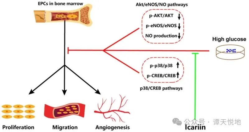 Can Epimedium Extract Enhance Layer Hen Production 1 Can Epimedium Extract Enhance Layer Hen Production 1