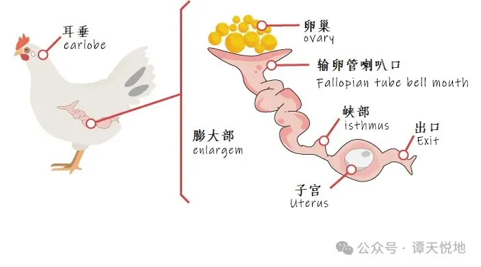 Diagram of chicken organs Diagram of chicken organs